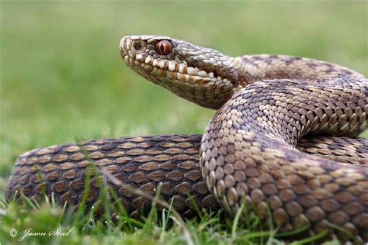 Are adders protected?