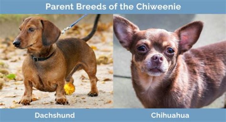 Are Chiweenies affectionate?