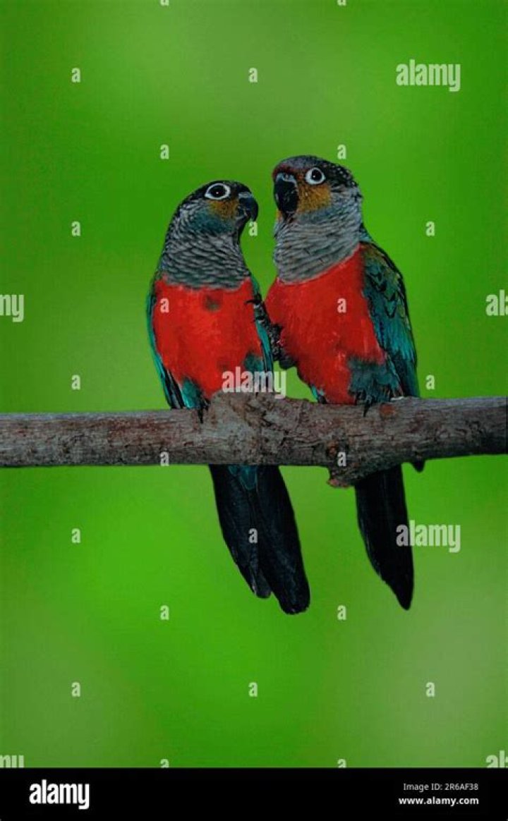 Are crimson bellied conures cuddly?
