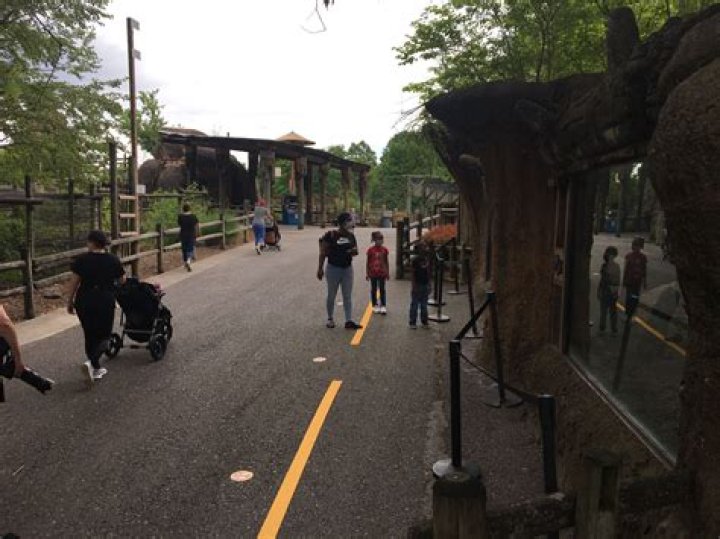 Are dogs allowed at the Knoxville Zoo?