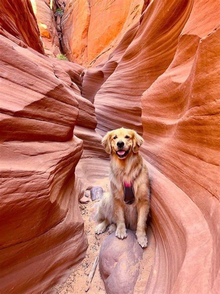 Are dogs allowed in Waterton Canyon?