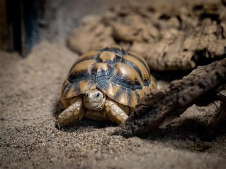 Are Egyptian tortoises endangered?