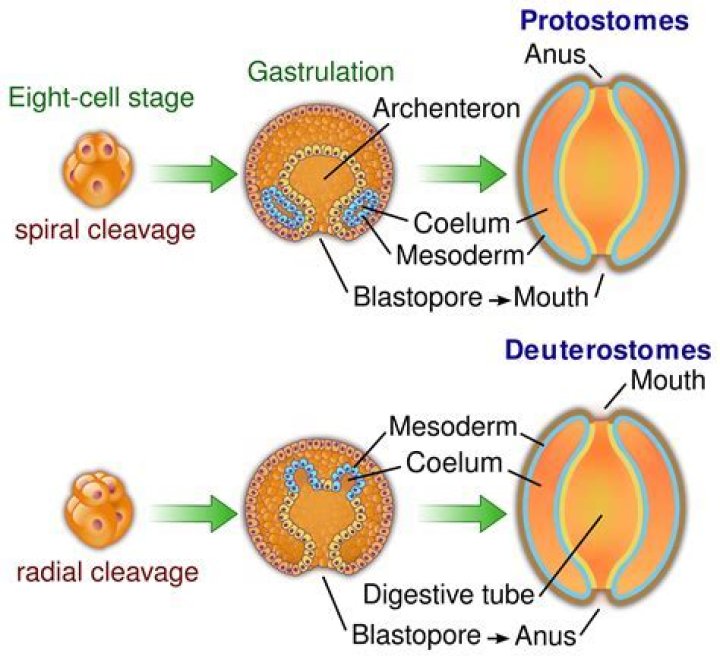Are humans Protostome or Deuterostome?