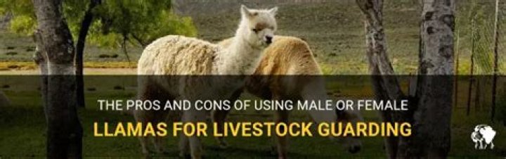 Are male or female llamas better?