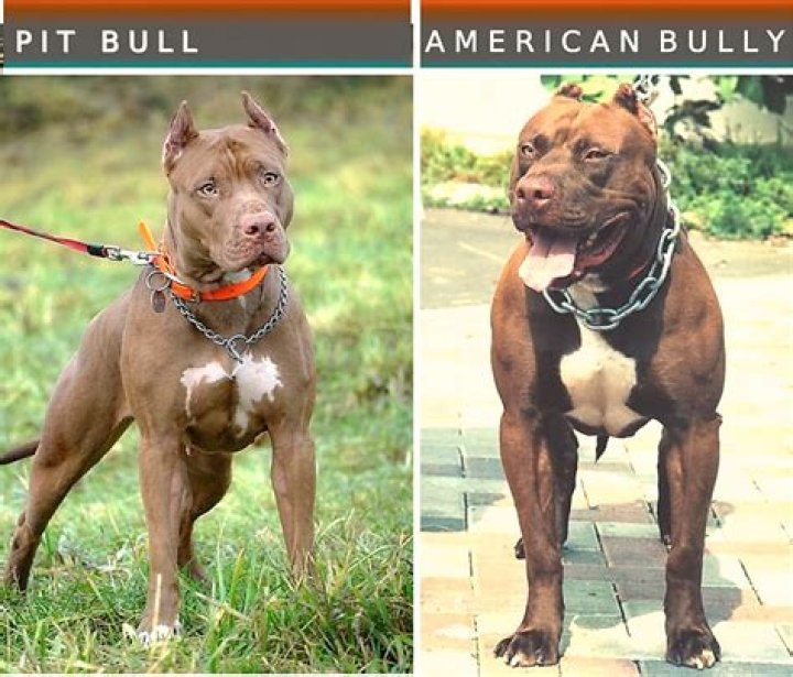Are pit bulls banned in Louisville Ky?
