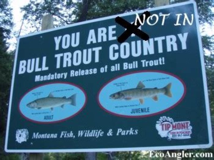 Are silver trout extinct?