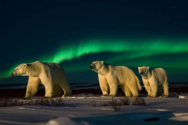 Are there lights in Antarctica?