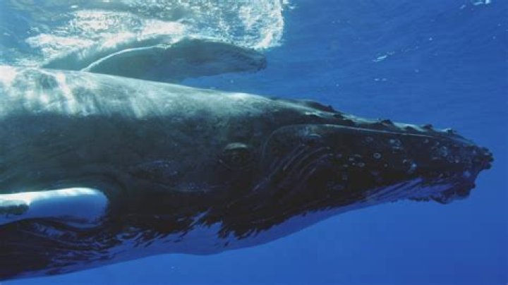 Are there whales in Galveston TX?