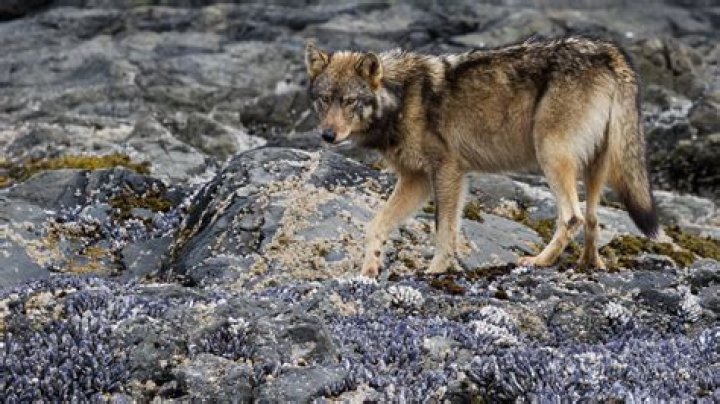 Are there wolves in Bristol?