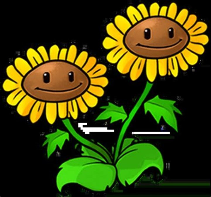 Are twin sunflowers worth it?