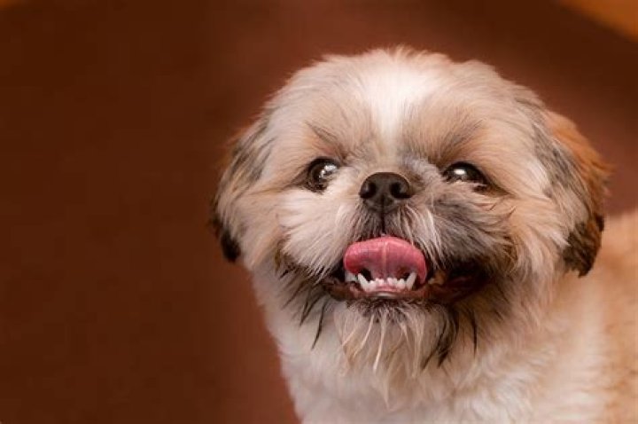At what age do Shih Tzu puppies lose their teeth?
