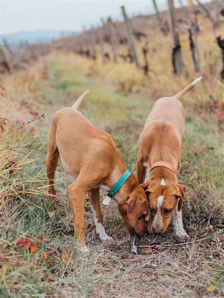 Can a dog pass stuffing?