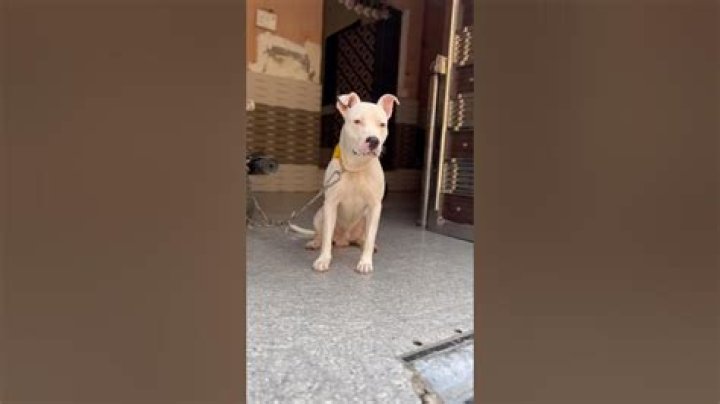 Can a dog protect you?