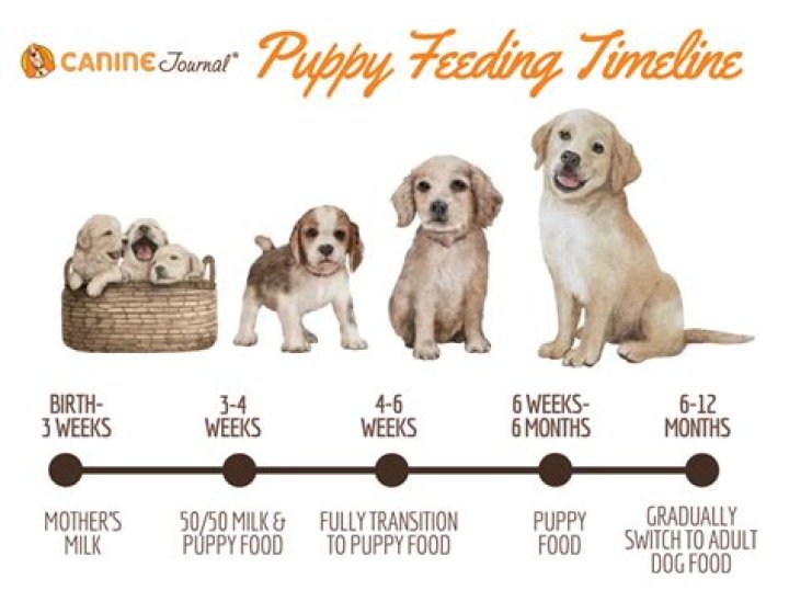 Can I feed my puppy Purina Pro Plan?