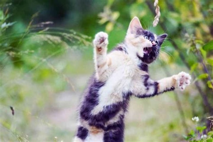 Can kittens jump?