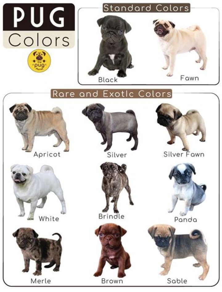 Can you breed 2 puggles?
