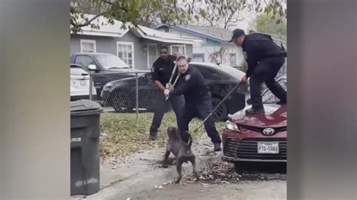 Can you kill your own dog in Texas?