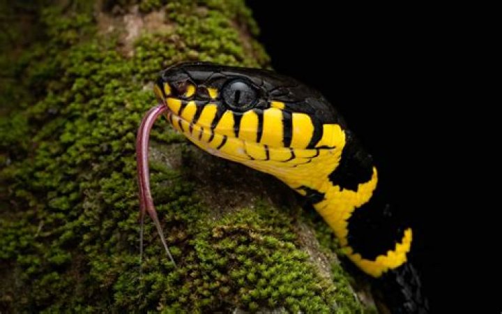 Can you own a mangrove snake?