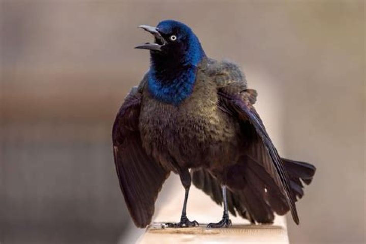 Can you show in a grackle?