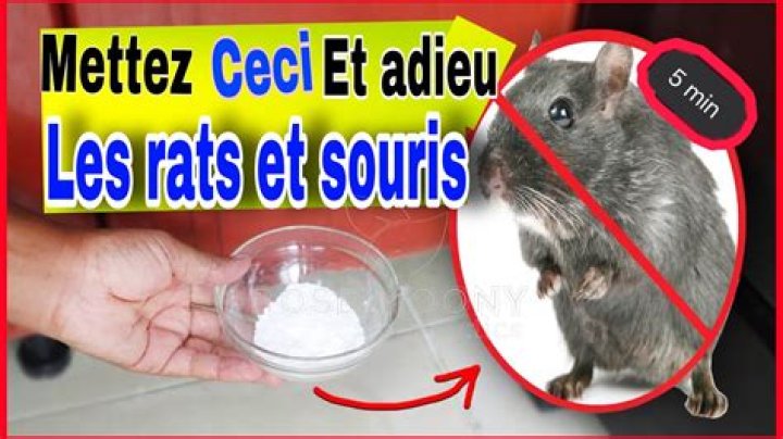 Comment faire fuire des rats naturellement ?