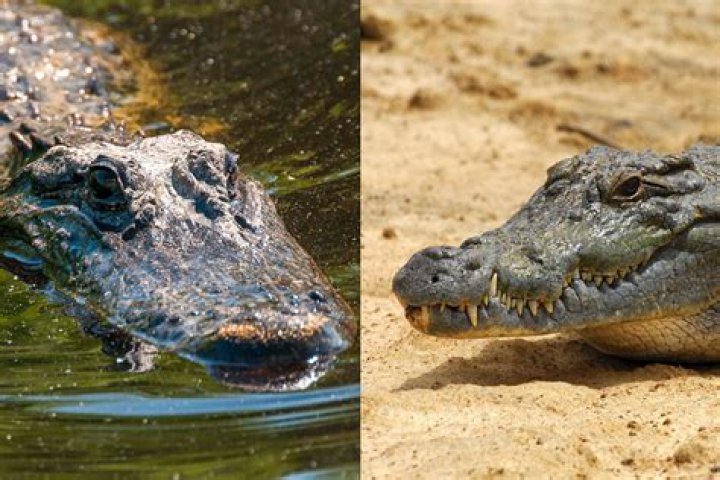Do alligators have amniotic eggs?