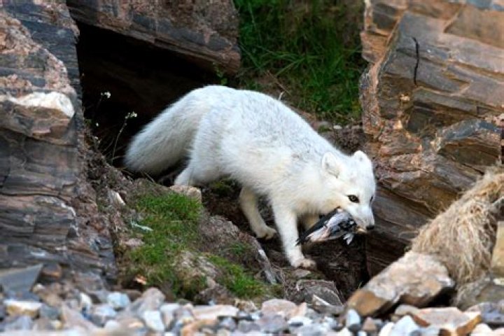 Do arctic foxes sleep at night?