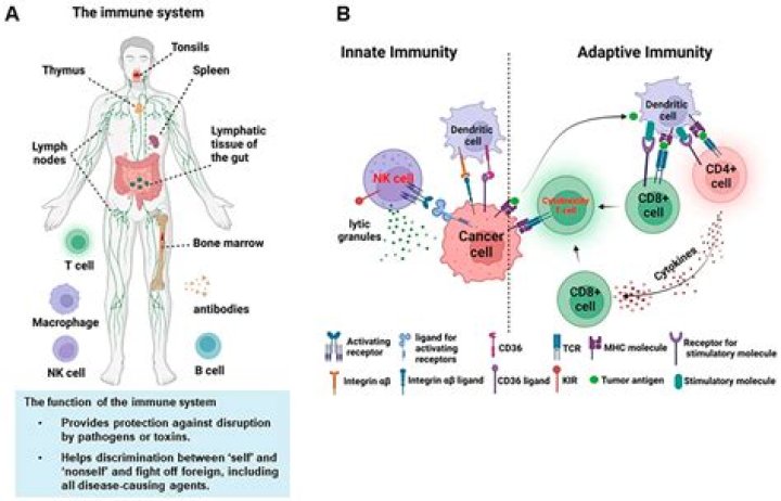 Do bees have an immune system?