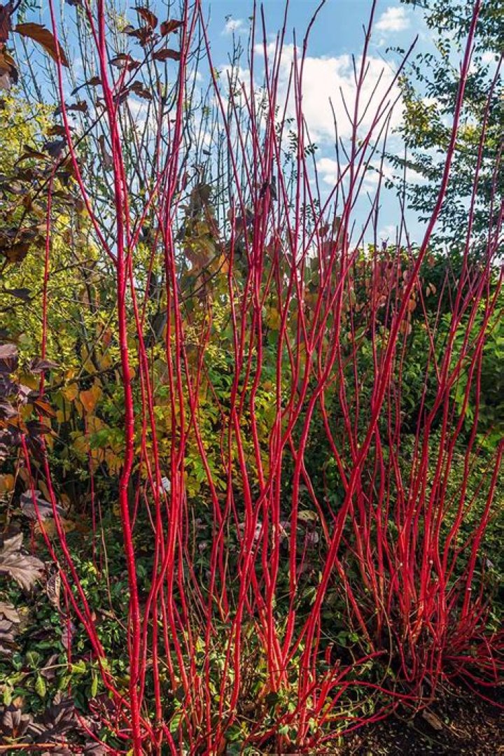 Do birds like red twig dogwood?