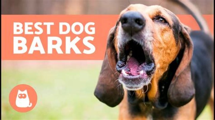 Do dogs bark with accents?