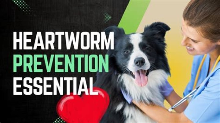 Do dogs really need heartworm prevention?