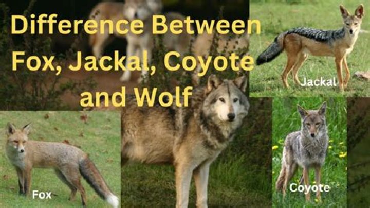 Do eagles eat jackals?