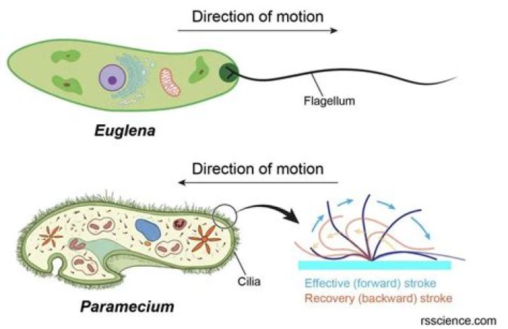 Do eukaryotic cells move with flagella?