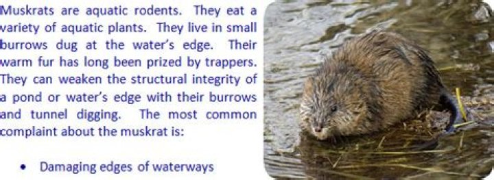 Do Muskrats eat trees?