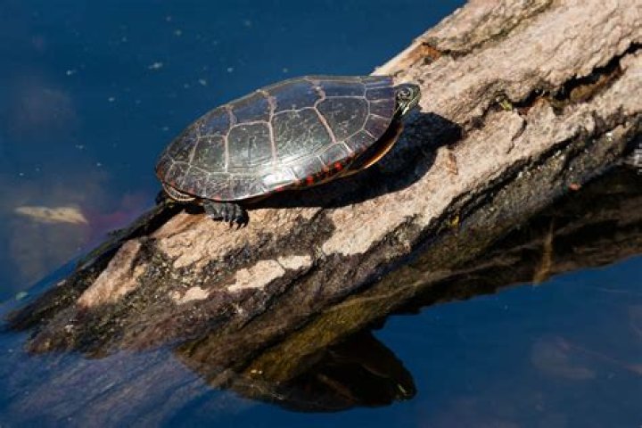 Do painted turtles live in water or land?