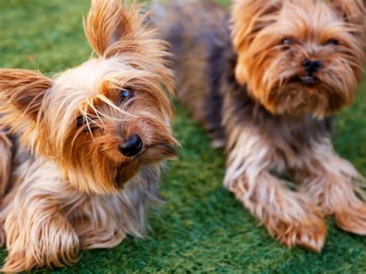 Do Yorkies trigger allergies?