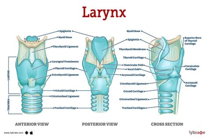 Do you need your larynx?
