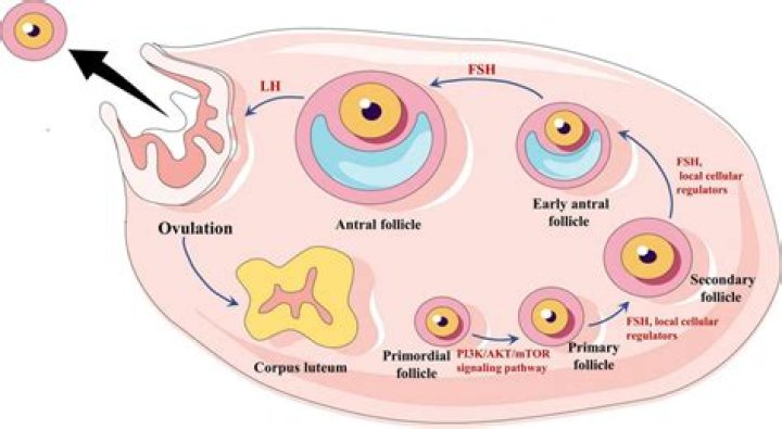 Does clomid delay ovulation?