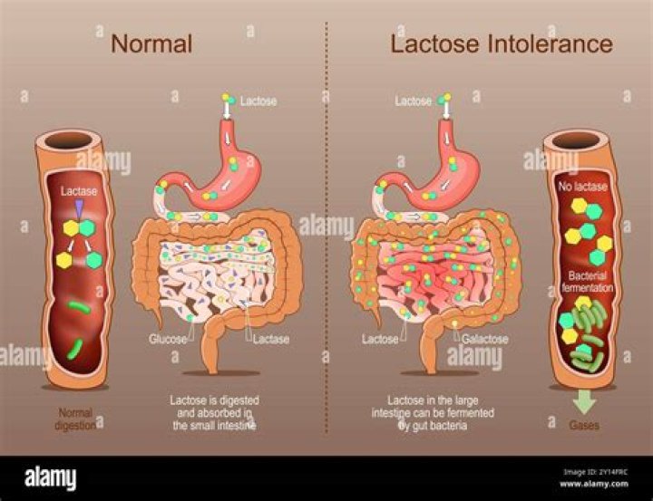 Does lactose break down sucrose?