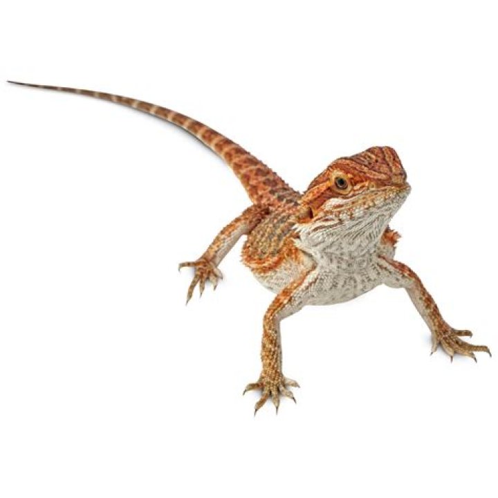 Does Petco sell bearded dragons?