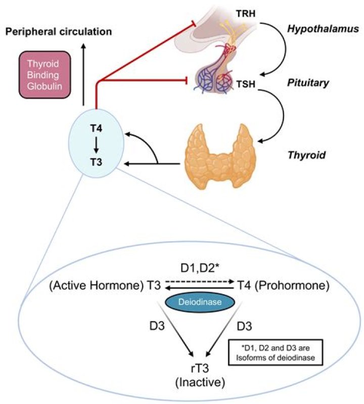 Does TSH decrease during pregnancy?