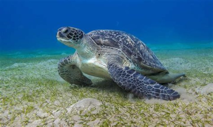 How big do African turtles get?