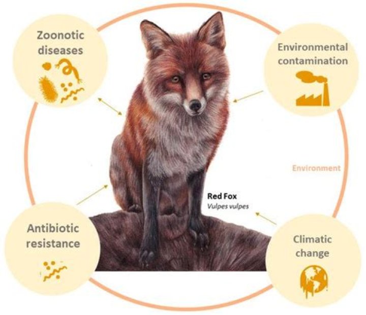 How do island foxes protect themselves?