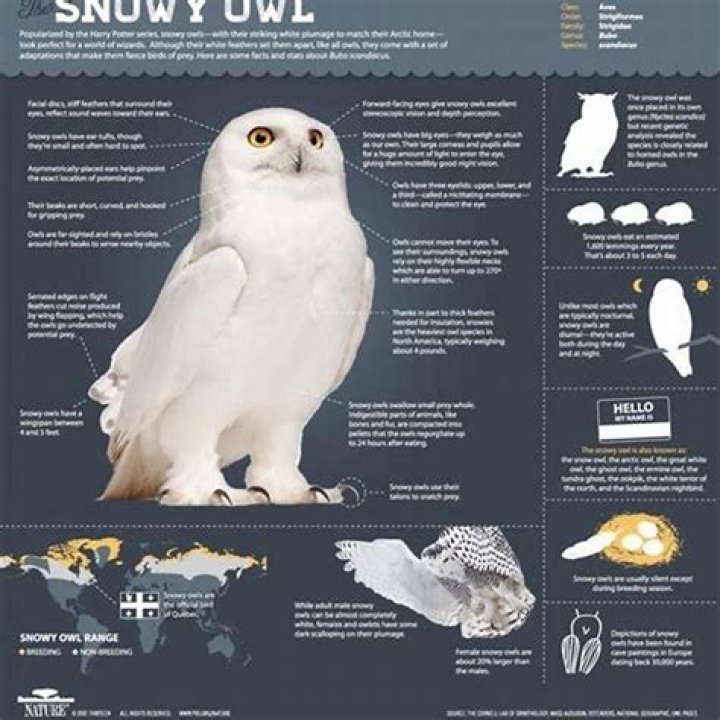 How do you describe a snowy owl?