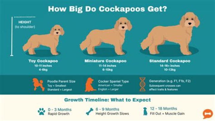 How do you keep a cockapoo entertained?
