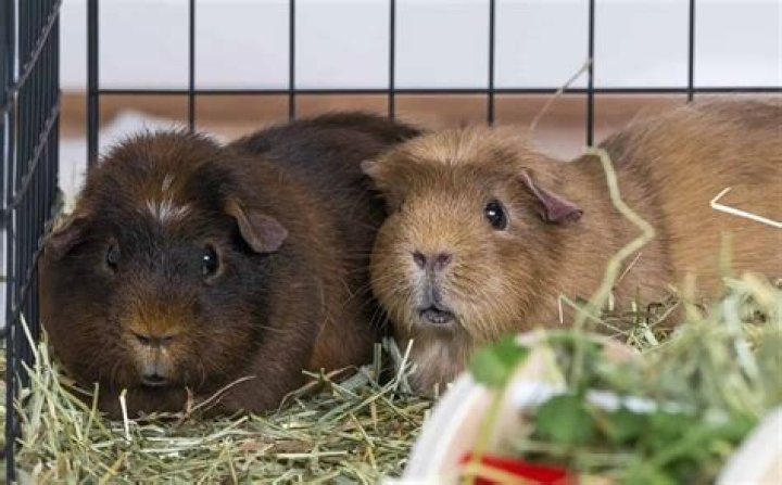 How do you pick up a scared guinea pig?
