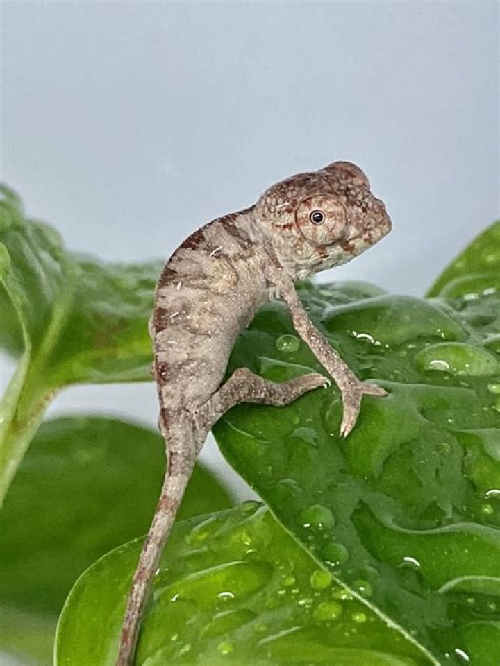 How do you take care of a baby panther chameleon?