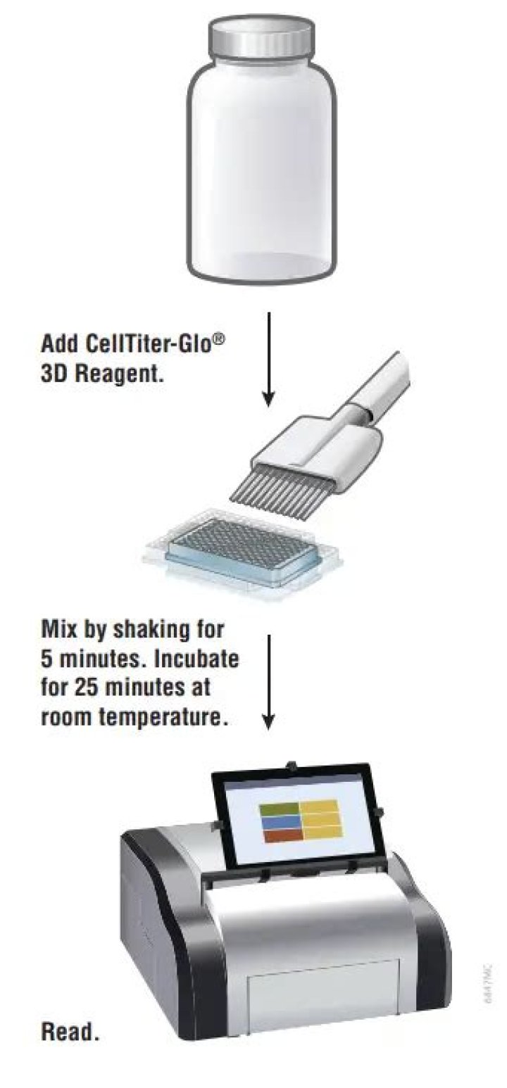 How does cell titer glo work?