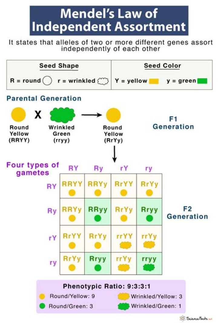 How does the Law of Independent Assortment apply to Dihybrid crosses?