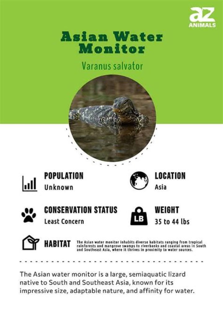 How fast can an Asian water monitor run?