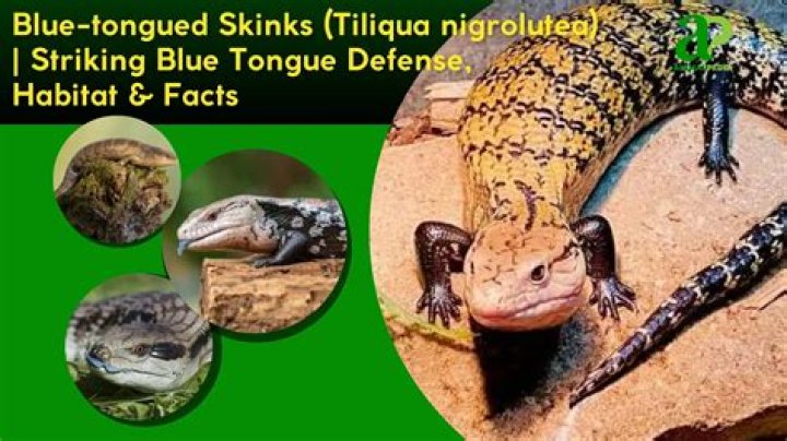 How is bluetongue transmitted?